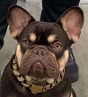 donfrenchies brutus